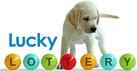 guide dog lottery results.